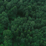 Proin Ultricies Ultricies Est Vitae Cursus. Nul Sit Amet